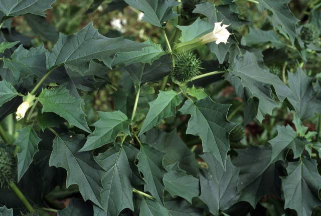 تاتوره Datura stramonium 8